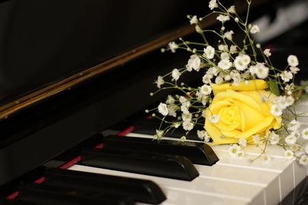 Yellow rose and baby breath on piano key boardの写真素材