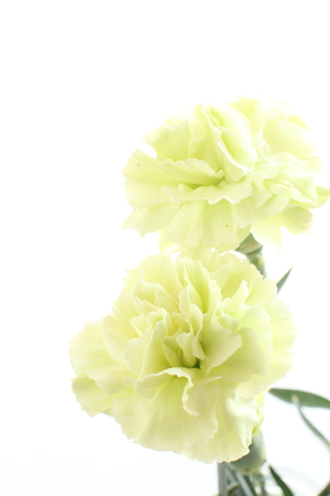 Green carnationの写真素材