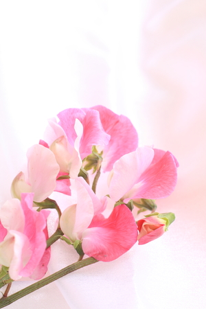 Pink sweet pea on pink satinの写真素材