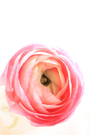 close up of pink Ranunculus
