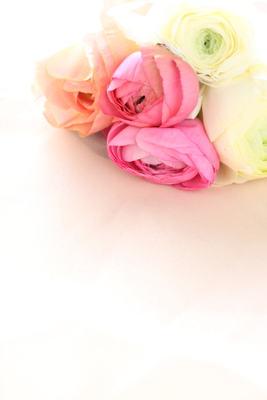colorful Ranunculusの写真素材