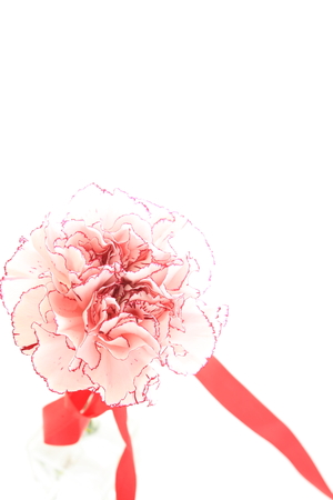 close up of pink carnationの写真素材