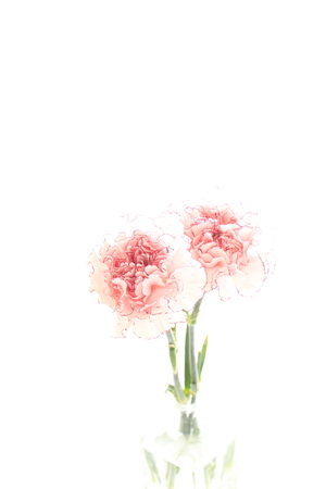 close up of pink carnationの写真素材