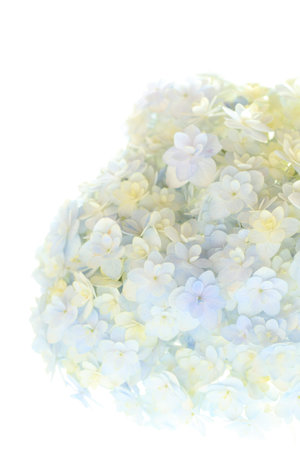 close up of Hydrangea