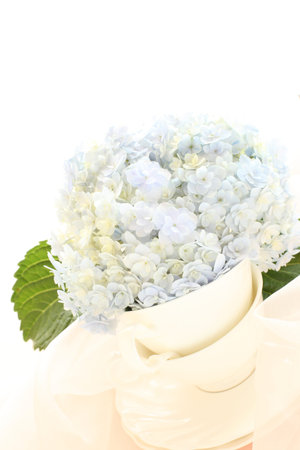 blue hydrangea