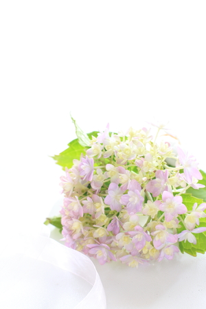 Purple color hygrandea on white backgroundの写真素材