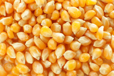 Dried corn on wooden plate for popcorn cooking ingredient imageの写真素材