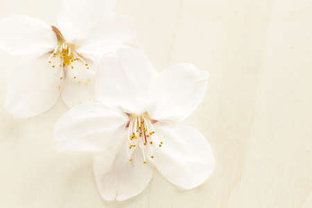 close up of cherry blossom Sakura on white backgroundの写真素材