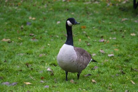 Canada Goose Standing in Grassの写真素材