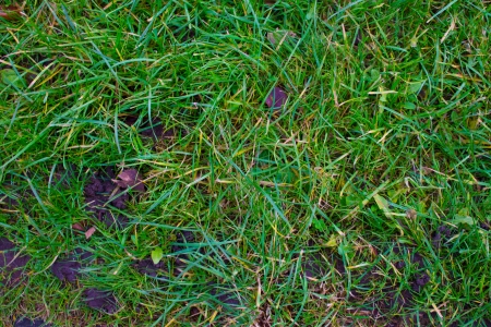 Winter grassの写真素材