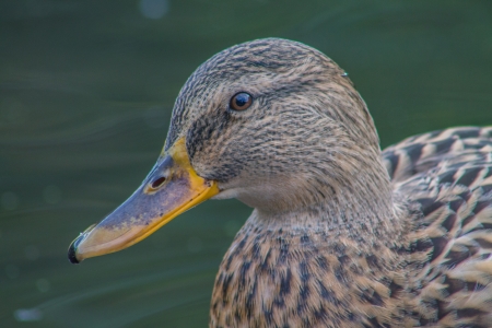 Close up picture of female Mallardの写真素材