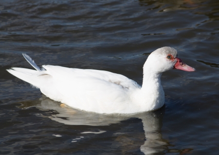 Goose swimming in pond, Yorkshire, Englandの写真素材