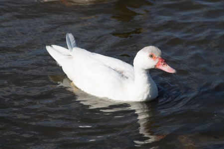 Goose swimming in pond, Yorkshire, Englandの写真素材