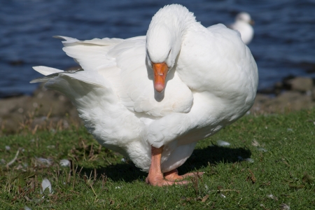 Goose resting on the grass in Yorkshire, Englandの写真素材