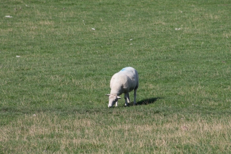 Sheep eating grass in meadow, Yorkshire, Englandの写真素材