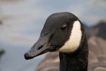 Head of Canada Gooseの写真素材