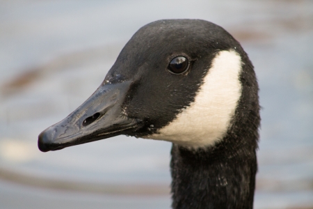 Head of Canada Gooseの写真素材