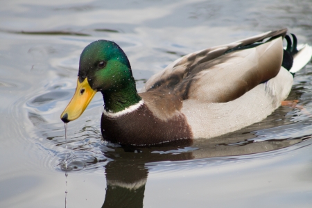 Swimming Mallard Drakeの写真素材
