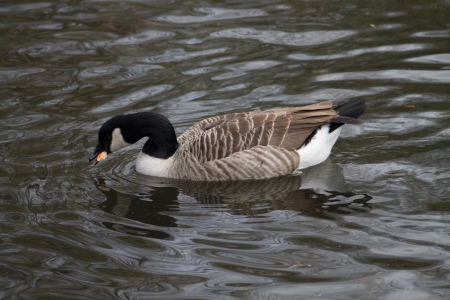 Canada Goose swimming in canalの写真素材