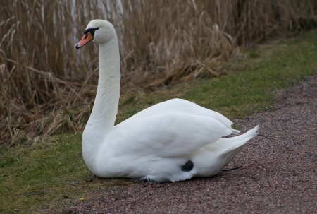 Mute Swan sitting on the grass in Helsinki, Finlandの写真素材