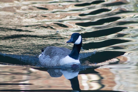 Canada Goose swimming in canalの写真素材