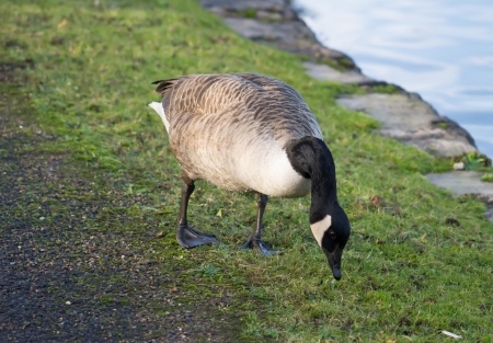 Canada Goose foraging the grassの写真素材