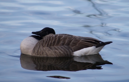 Canada Goose swimmming in the waterの写真素材