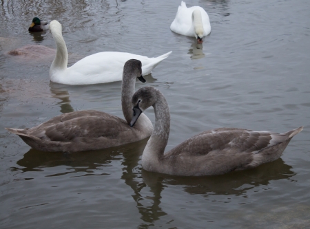 Family of Swans and Mallard Duck in Helsinki, Finlandの写真素材