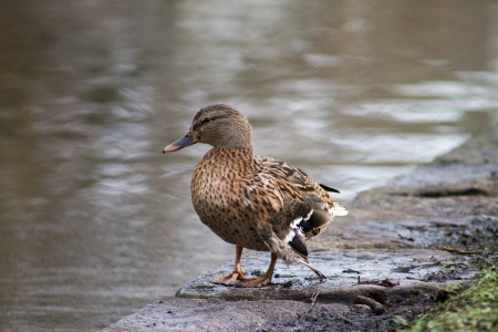 Mallard Duck standing on a pavementの写真素材