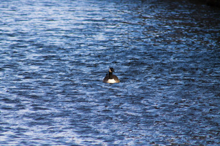 Canada Goose swimming in blue water