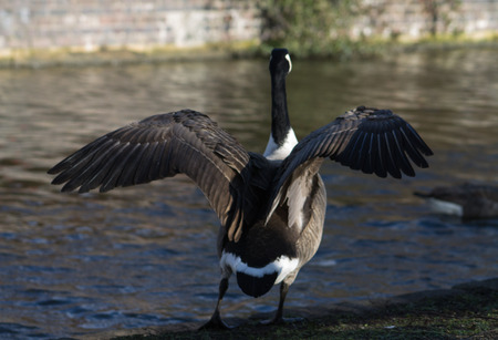Canada Goose, single bird, flapping wingsの写真素材