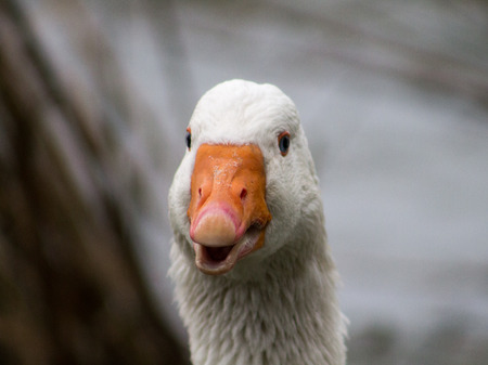 Domestic Goose, close up profile from the frontの写真素材