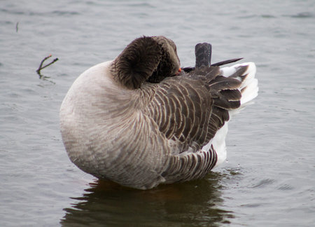 Greylag Goose, one bird, preeningの写真素材