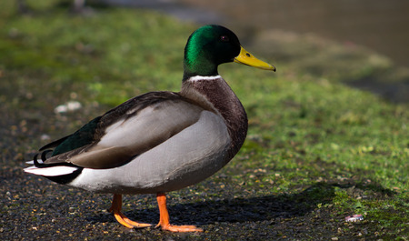 Mallard Drake, standing on the asphalt, side profileの写真素材