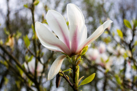 Flower of Magnolia Tree during Easter seasonの写真素材
