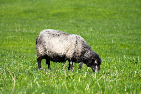 Black Sheep eating grass in Yorkshire Dalesの写真素材