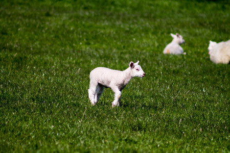Young Lamb walking in Yorkshire Dales, Englandの写真素材