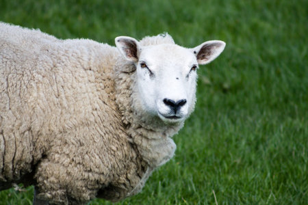 Adult Sheep, close up の写真素材