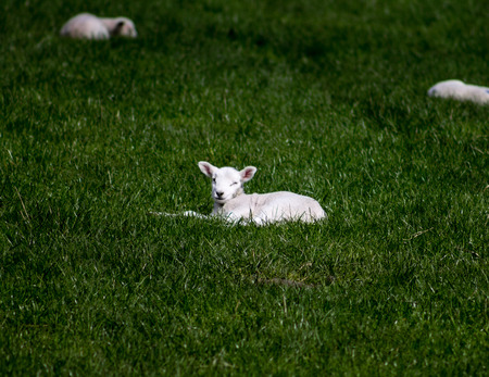 Lamb resting on the grass and winking to the cameraの写真素材