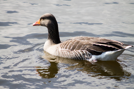Greylag Goose, Anser Anser, swimming in the water の写真素材