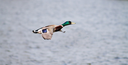 Flying Mallard Drake against blue backgroundの写真素材