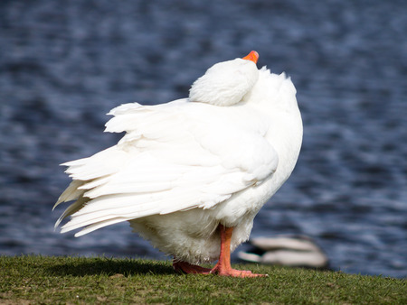 Domestic Goose, preeningの写真素材