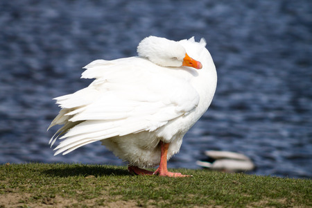 Domestic Goose, preeningの写真素材