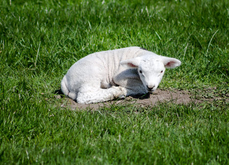 Young Lamb, resting on grassの写真素材