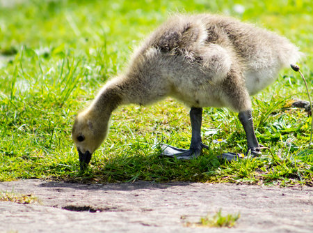 Baby Canada Goose gosling, grazing the grass