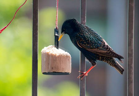 Common Starling  Sturnus vulgaris  having a lunch on bird feederの写真素材
