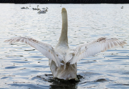 Swan, swimming in the water and preening, Side profileの写真素材