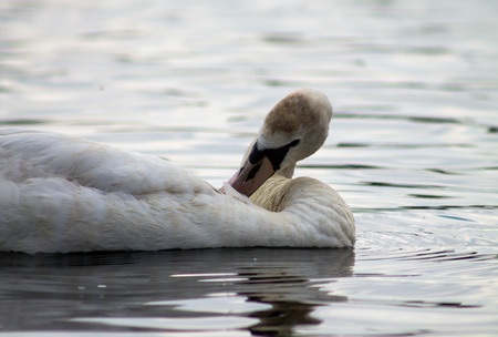 Swan, swimming in the water and preening の写真素材