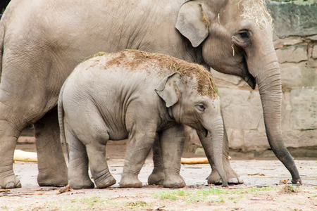 Asian Elephants, mom and calfの写真素材