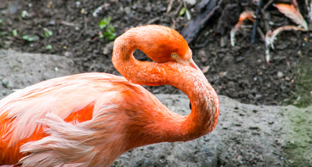 Caribbean Flamingo  Phoenicopterus ruber  preening の写真素材